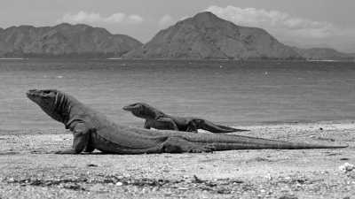 Indonesien - Nationalpark Komodo - *Returning Tripmates only* A Thrilling Tour to Indonesia's Most Beautiful Islands: Unforgettable Liveaboard Experience, Seaside Glamping and Relaxation in a Beachfront Villa (INDONESIA TRIP - PART I) - 3