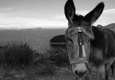 Bolivia - Isla del Sol - A 12-Day Journey Across Bolivia – Salt Deserts, Andean Peaks & Living Cultures