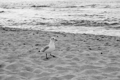 Lithuania - Palanga - Guided Baltic Sea Vacation in June - Seaside Apartment, Wellness, Sauna and Bike Trip! - 1