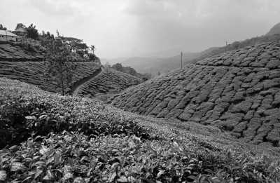 India - Munnar - Exploring the Enchanting Hills of Kerala, India: Unveiling Natural Beauty and Cultural Delights