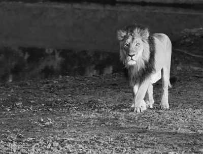 India - Gir National Park - Gujarat Trip Series : Seeing the 'Mains'!!! - 2