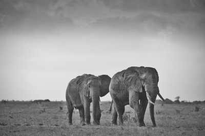 Kenya - Tsavo East National Park - Kenya Safari 🇰🇪​🐘​ Amboseli National Park - Private sharing room (fits 2 guest) - 1