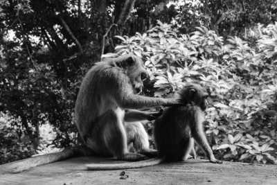 Indonesia - Monkey Forest - Discover New Horizons on a Bali Summer Escape: Unveiling the Beauty of Indonesia - 4