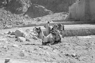 Ägypten - Jabal Mousa - Desert to Sea: A Journey Through Dahab's Hidden Treasures - 4