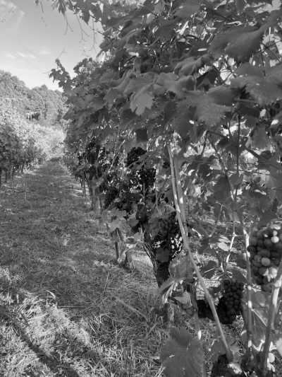 Italy - Pietrasanta - Exploring Italy in Le Cinque Terre (5 Terre), Portovenere, La Spezia, and Tuscany! Both Hiking and Vineyards Involved! - 2