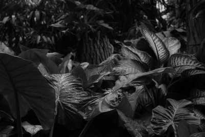 Mexico - Hotel Finca Hamburgo - Explore Chiapas Mexico - Mangroves beach, mountains and jungle! - 4