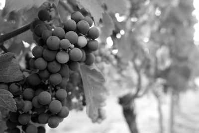 France - Bordeaux - Bordeaux und die Dordogne - Entdecke Frankreich - 1