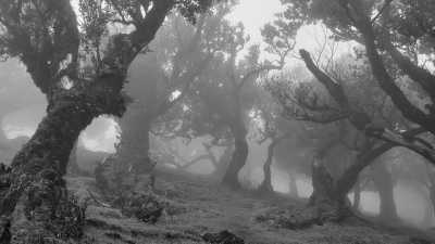 Portugal - Fanal - The Ultimate Fall Escape in Portugal ☀️ Madeira Island RoundTrip 🌺🏝️ - 2