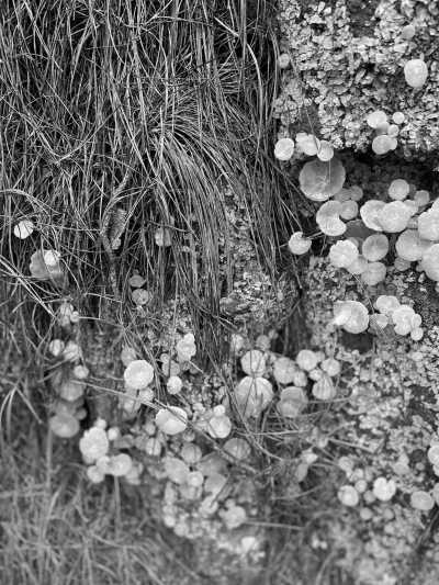 Welt - Pico da Cruz - Inselüberquerung Santo Antao (Kapverden) - 3
