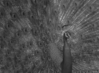 Sri Lanka - Tissamaharama - Tropical Roundtrips: Discovering Sri Lanka's Wonders - 4