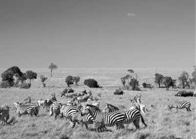 Kenya - Masai Mara National Reserve - Wild adventure in Lamu, Kenya 🐘 - Private room (fits 1 pax) - 1