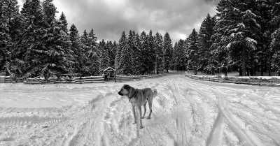 Turkey - Giresun Dereli Güzyurdu - Weekend Photo trip to Giresun, Turkey  📷❄️ Snow Hikes and Photography - 1