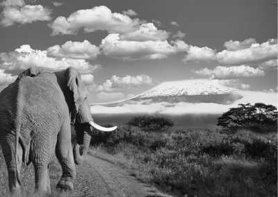 Kenya - Tsavo National Park - Discover Kenya's Coastal Gem: A Tropical Paradise Awaits