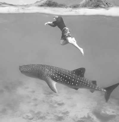 Indonesia - Labuan Cermin - Swimming with Whaleshark, stingless JellyFish, MantaRay at Derawan Islands, East Kalimantan, Indonesia - 1