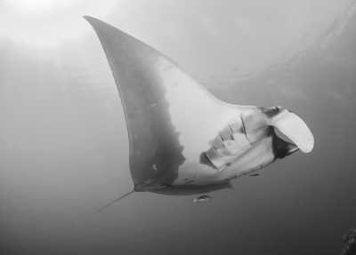 Indonesia - Kri - Raja Ampat & Komodo - Schnorcheln oder Tauchen in Indonesien - 1