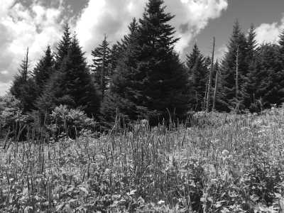 United States - Clingmans Dome - USA Road Trip - Spring Rhododendrons in Blue Ridge parkway and Great Smoky Mountains, tunnels and waterfalls! - 1