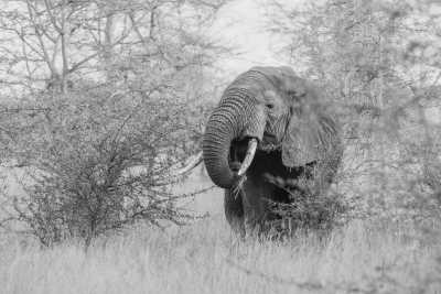 Tanzania - 5 Days Tanzania Safari to Tarangire, Serengeti and Ngorongoro Crater - JoinMyTrip