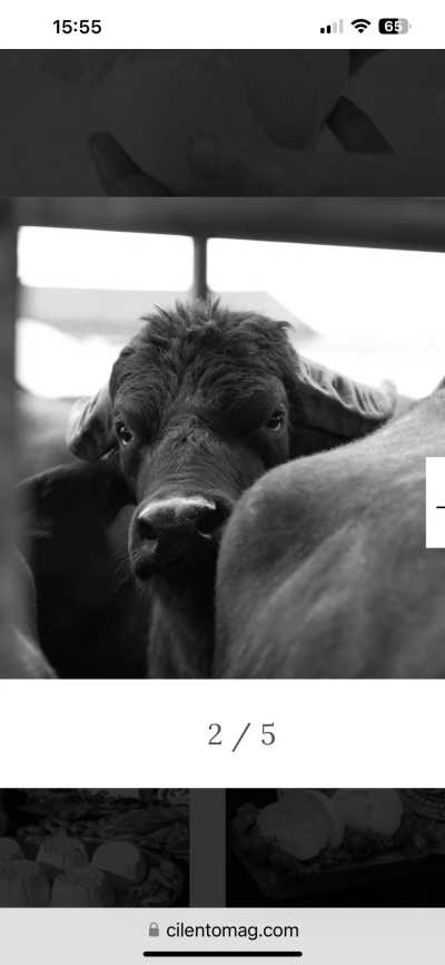 Italy - Museo Archeologico di Paestum - True Italy Embrace Slow Living by the Sea and Experience Local Life! - 7