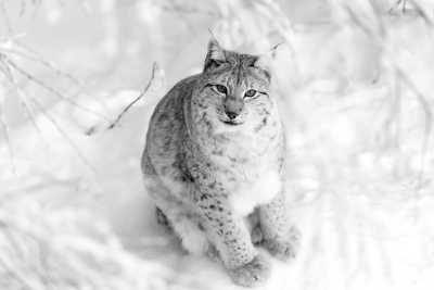 Finland - Ranua - Chasing the Northern Lights on a Road Trip through Lapland🦌🎅🏼❄️ - 2