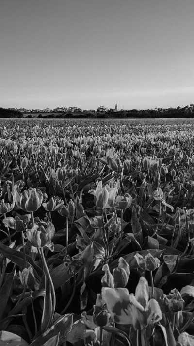Australia - Table Cape Tulip Farm - Tasmania Express: 4-Day Getaway on Wheels! - 2