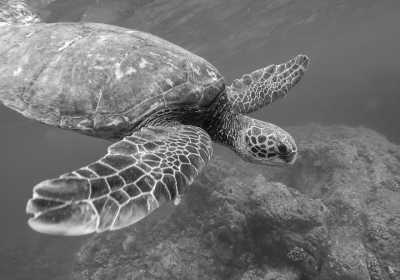 Oman - Ad Dimaniyat Islands - Desert and beach relaxing 7-day holiday in Oman - 1