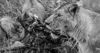 Tanzania - Lake Manyara National Park - Budget Safari in Tanzania.