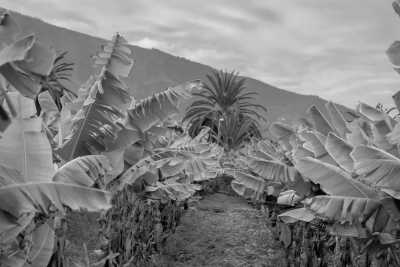 Spain - La Orotava - LAST SPOT!!! Unveiling The Authentic Side of Tenerife: Food, Teide Sunsets, Banana plantations and many local experiences with an Experienced Trip Coordinator who lives in Spain! - 1