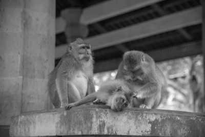 Indonesia - Ubud - Explore the Best of Bali, Indonesia: 14 days in Paradise