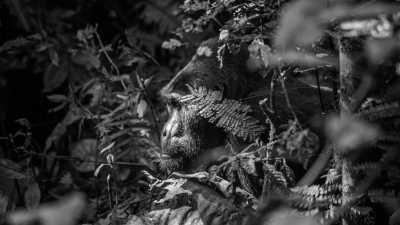 Uganda - Bwindi Impenetrable Forest National Park - Uganda's Bwindi Jungle Trip: Discover Mountain Gorillas & Rare Wildlife! - 9