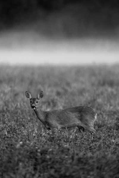 Hungary - Zengő - Rural Roadtrip - Winter Hungary - Culture, Nature, Wildlife - Christmas