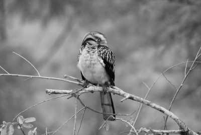 South Africa - Manyeleti Game Reserve - Südafrika: Wilde Tiere, der Krüger Nationalpark, Blyde River Canyon und Johannesburg - 2