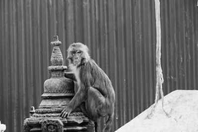 Nepal - Lalikharka Tea State - Kanchenjunga Trek in Nepal