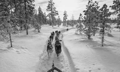 Finnland - Rovaniemi - Finland: ❄️🎅🏼 The ultimate winter adventure! Santa Claus, Reindeer sledge, Snowmobile , Northern lights, Helsinki & MORE Nordic cities!! - 5