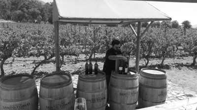 Mexico - Santo Tomás - Mexican Wine, Dine, and Fun: A Local Journey to Indulge in the Flavors of Mexico - 2