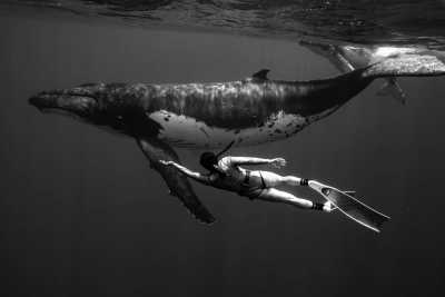 Oceania - 🌟 New Zealand + 8 Days Boat Safari Whale Tour in the Cook Islands 🌊🐋 - JoinMyTrip