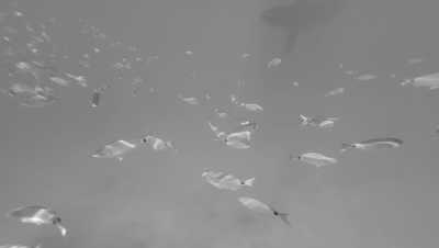 Griechenland - Alonnisos - Segeltörn durch die nördliche Ägäis, Griechenland - Baden, gutes Essen und mehr! - 5