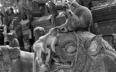 Indonesia - Ubud - FIFA World Cup fans trip in Bali - explore during the day & watch the match at night - 1