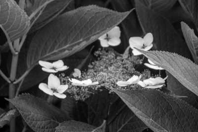 Portugal - Praia dos Moinhos - Visit the Evergreen Azores 🦋: Waterfall Hunt, Hot Springs, Volcanic Crater Lakes, Whale Watching Tour 🪸 - 2