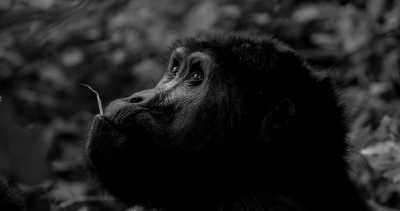 Ostafrika - Uganda - Uganda | Ruanda | Tansania | Kenia - Abenteuer mit dem Jeep