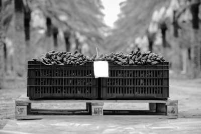 Saudi Arabia - Buraydah - Ladies Only in Saudi Arabia During Ramadan: Riyadh, Medina, AlUla UNESCO Wonders, 🌋 White Volcano, 🥾 Edge of the World, Holy Land & More! 🌟 - 1