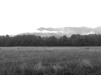 United States - Oconaluftee Visitor Center - USA Road Trip - Spring Rhododendrons in Blue Ridge parkway and Great Smoky Mountains, tunnels and waterfalls!