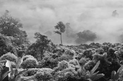 Brazil - Tarauacá - Spiritual Retreat in the Heart of the Amazon Rainforest 🌳