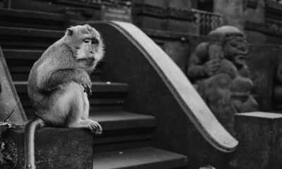 Indonesien - Ubud - Discover Bali Like a Local: Authentic Travel Experiences Await - 3