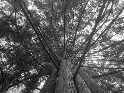 Canada - Pacific Spirit Regional Park - Indigenous Learning in Western Canada - 4