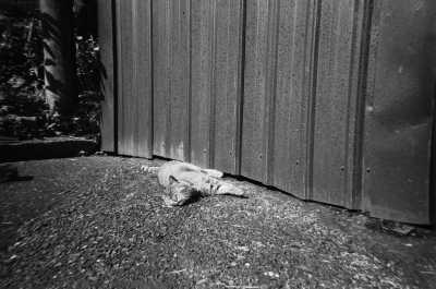 Serbia - Lunjevica - World Testicle Cooking Championship in Serbia