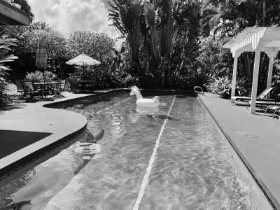 Vereinigte Staaten - Hale Akua Garden Farm & Eco-Retreat - Phoenix Rising Wellness and Culture Retreat