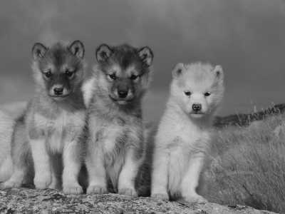 Greenland - Experience the midnight sun on a Greenland Adventure Expedition:Lets Explore by Boat, on Land and in the Air! See a Giant Melting Glacier, Blue UNESCO Icebergs and More - JoinMyTrip