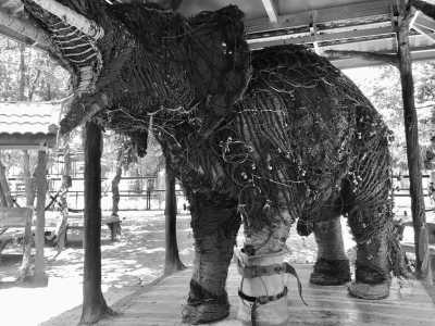 Cambodia - Kirirom National Park - Natural Cambodia - 🐾 a trip that no one has ever taken ⚡ (Angkor temples, capital, jungles and relax at the Island are included!) - 4