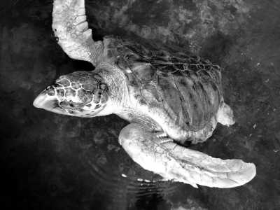 Sri Lanka - Bentota - Tropical Roundtrips: Discovering Sri Lanka's Wonders - 5