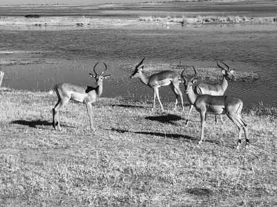 Sub-Saharan Africa - Chobe National Park - Wonders and Wildlife of Southern Africa - 6